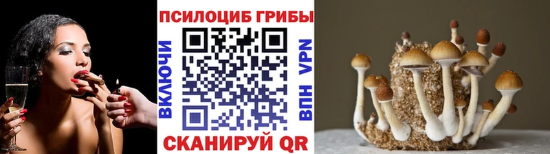 закладка  Бор  KRAKEN ONION  Псилоцибиновые грибы мицелий 